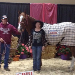 Blue Is Rare, CBHI High Point Futurity Horse