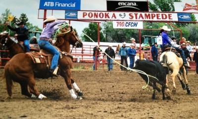 Makayla heading on Jessie and Shelby heeling on Flop