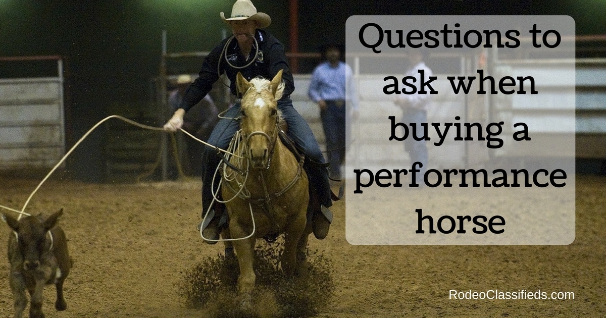 questions to ask when buying a performance horse