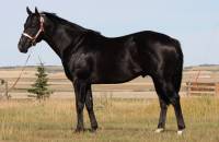**Big Black son of Dash For Perks**