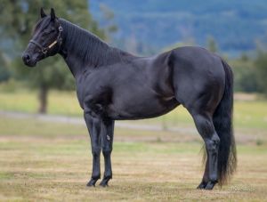2023 stallion