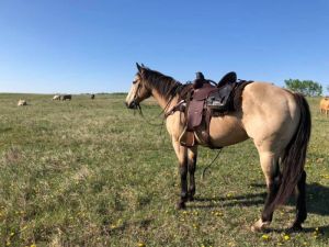 2012 Lonedrifter Gelding