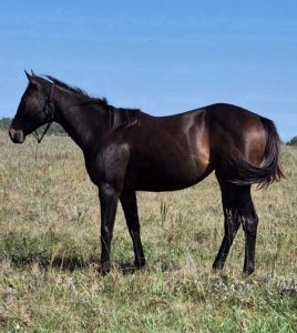 Yearling Winners Version Filly