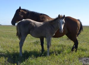 2026 Gray Colt by Dollys Streaknbadger