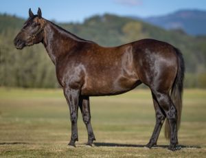 2023 Filly