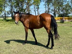 Trew Story 3 Year Old &quot;Ninety Nine Goldmine&quot; Gelding