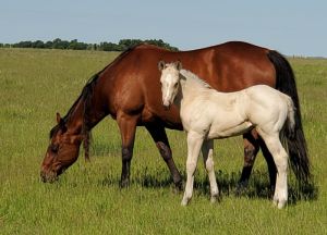2026 Buckskin Ranch/Barrel/Rope Colt