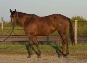 Well Bred and Quiet to Ride