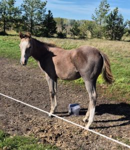 2026 Gray Colt by Dollys Streaknbadger