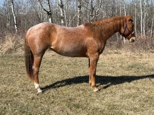 2022 AQHA filly with approx 45 days 