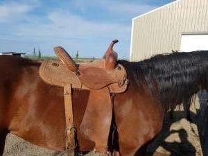Todd Jeys 13.5&quot; Barrel Saddle